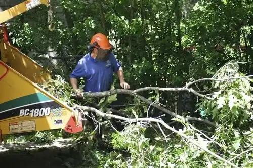 tree services Lake Telemark